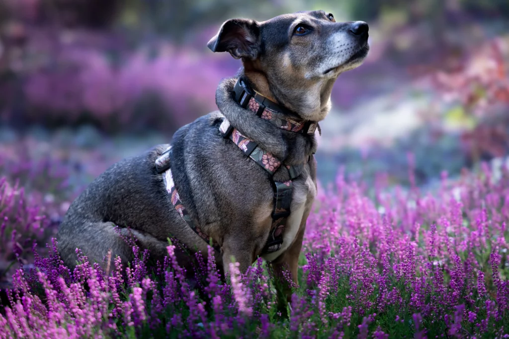 Sesja zdjęciowa we wrzosach