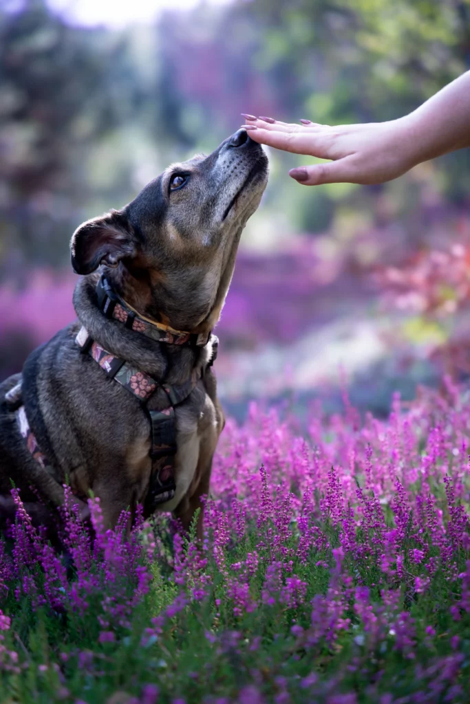 Sesja zdjęciowa we wrzosach