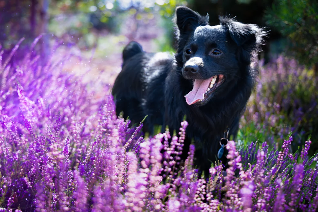 Sesja zdjęciowa we wrzosach