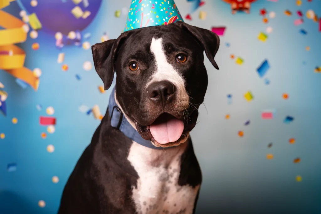 Sesja z psem w studio