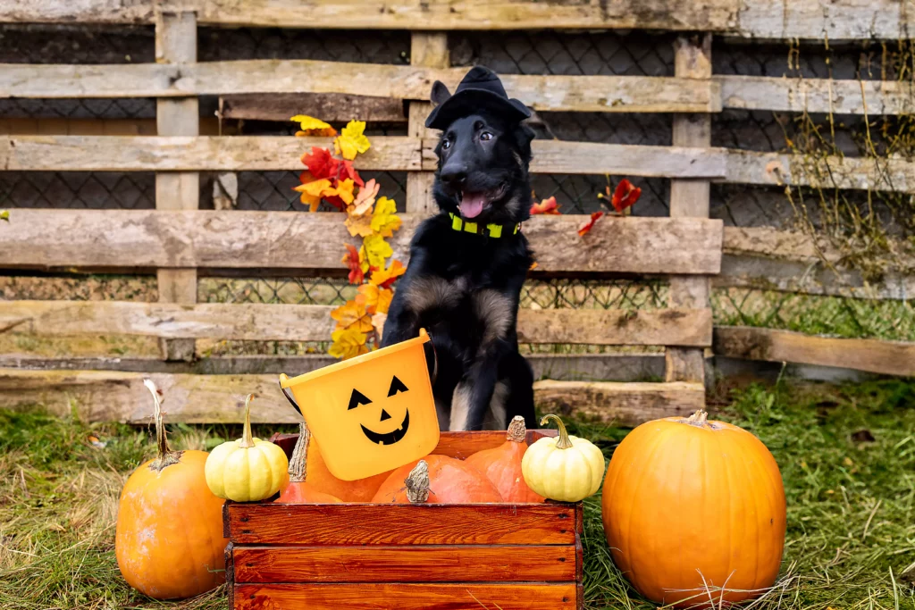 Sesja dyniowa z psem