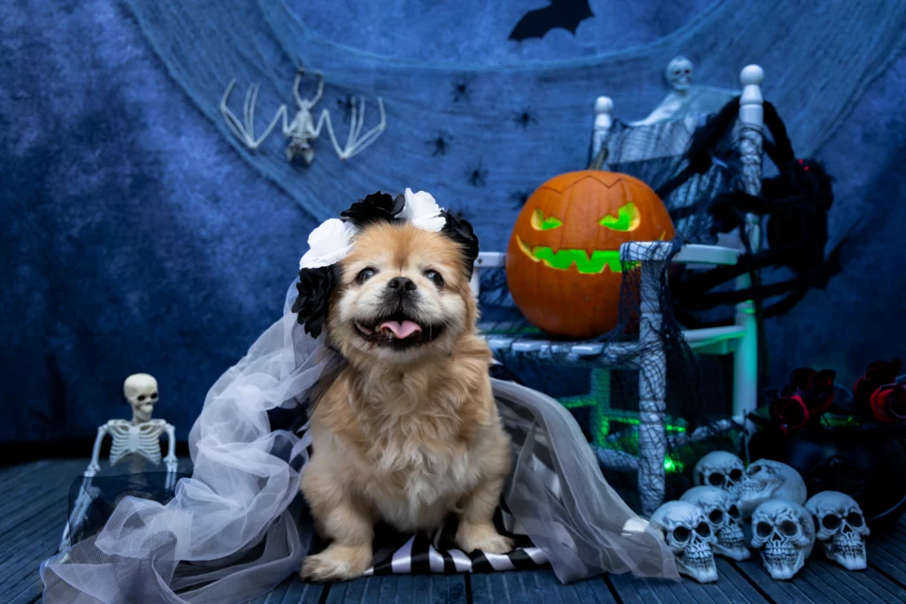 Sesja dla psa Poznań