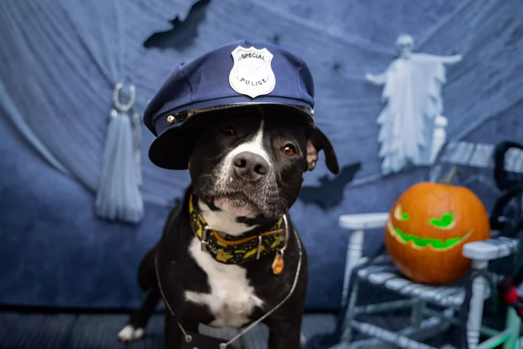 Halloweenowe Sesje Zdjęciowe dla Ciebie i Twojego Pupila – Edycja 2024 już za Nami!