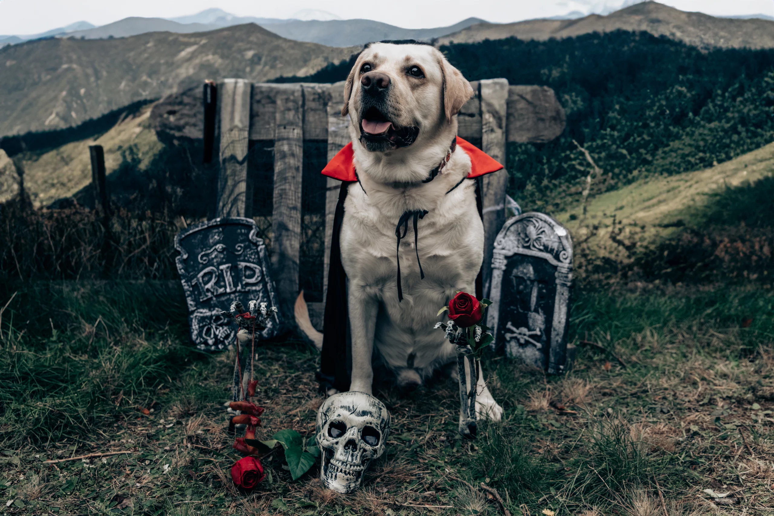 Sesja dla psa Poznań