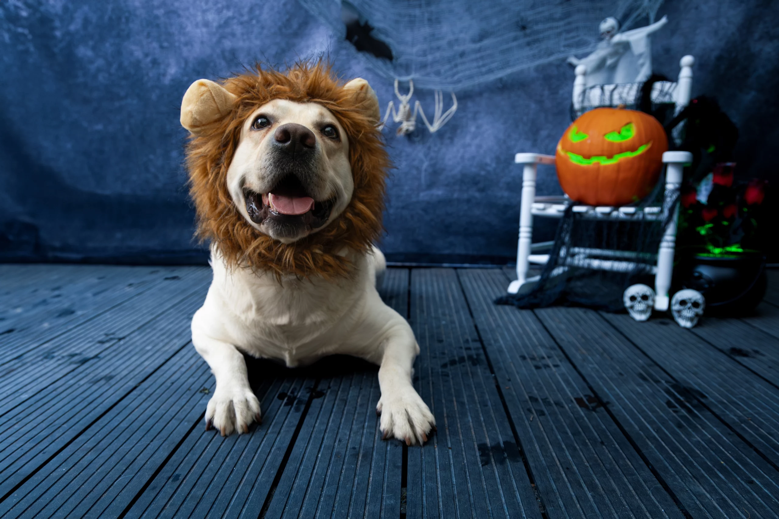 Sesja dla psa Poznań