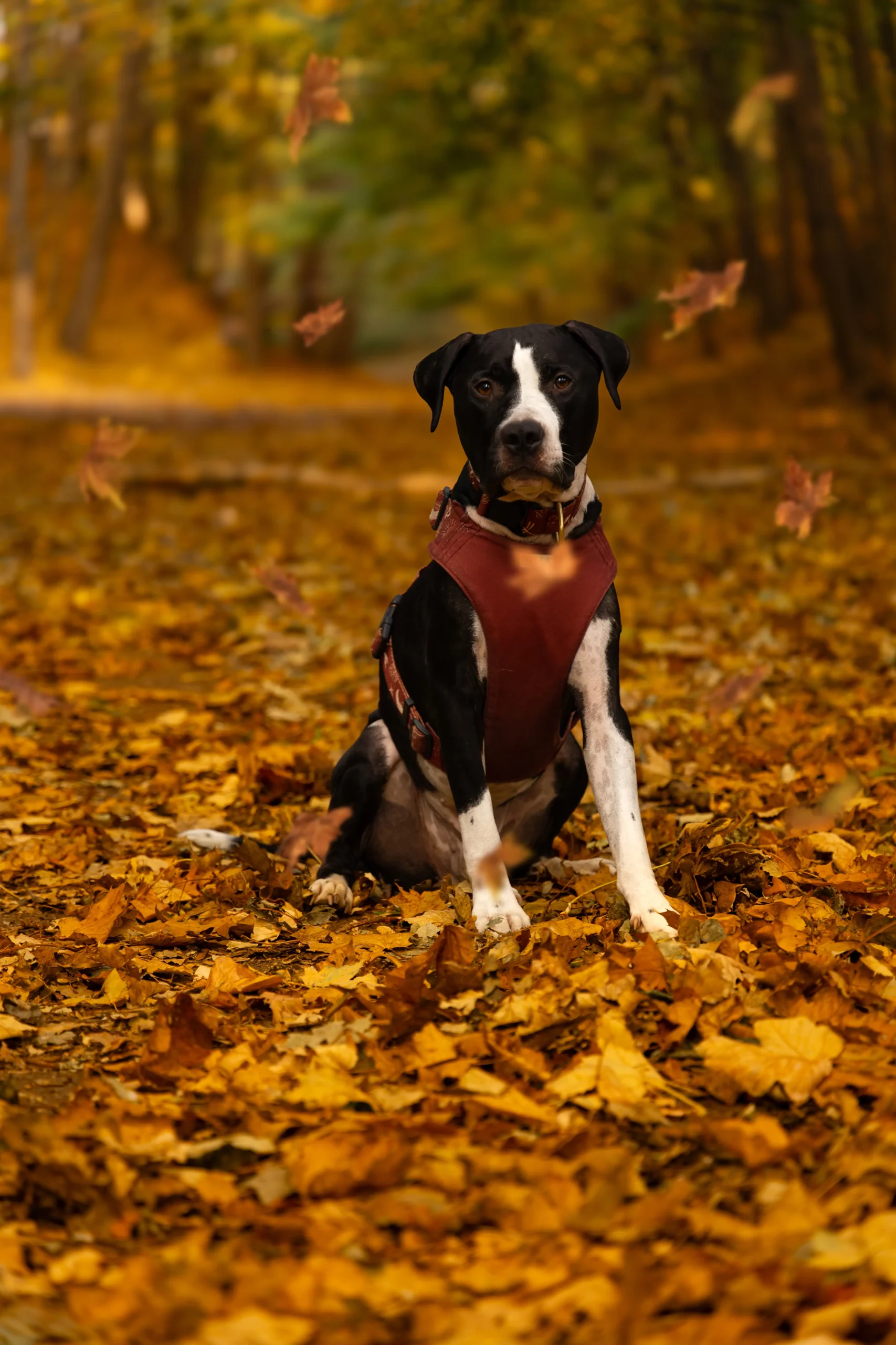 Jesienna sesja zdjęciowa