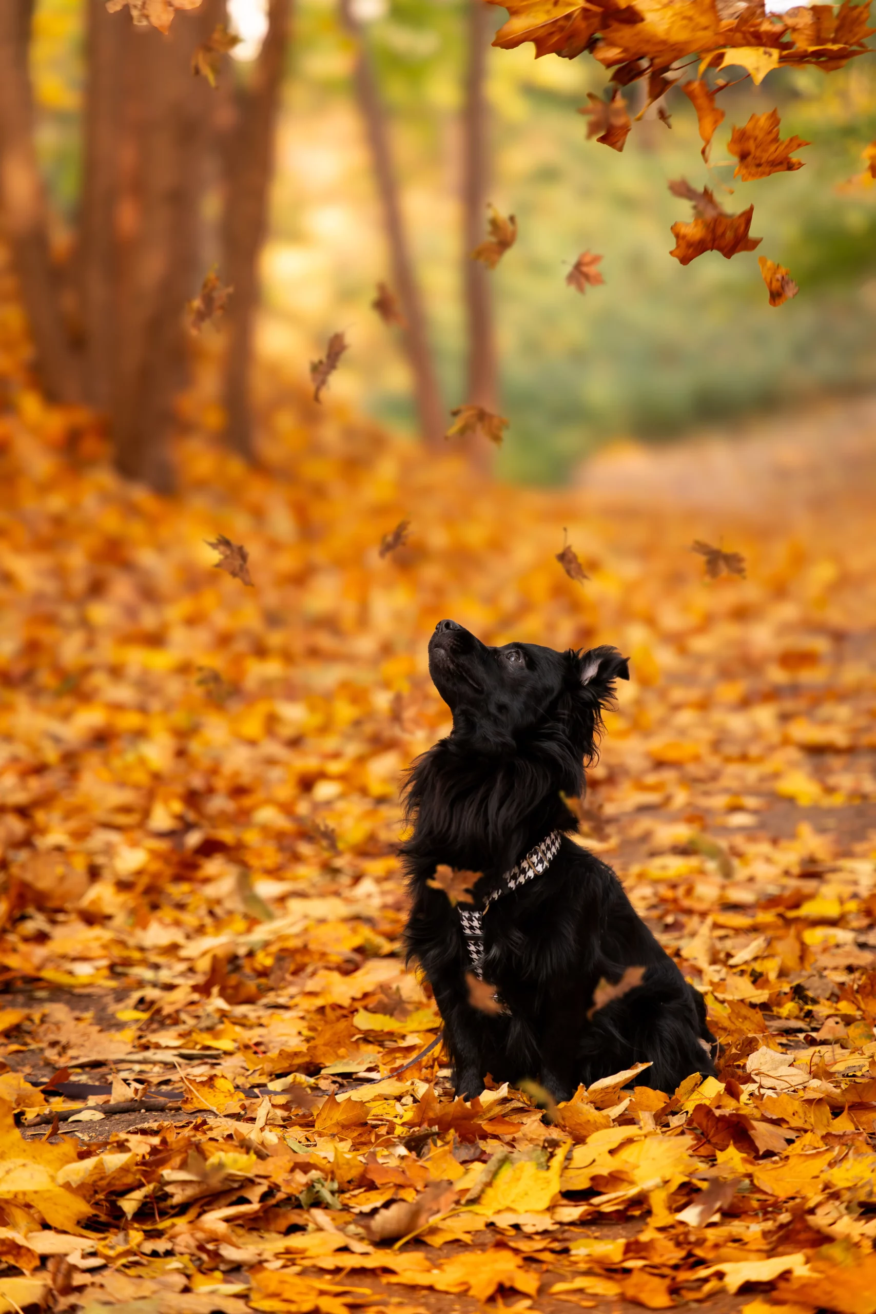 Jesienna sesja zdjęciowa