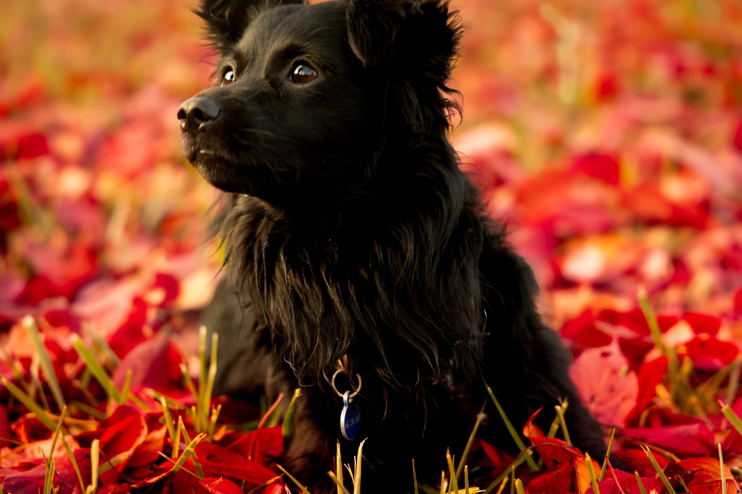 Jesienna sesja zdjęciowa