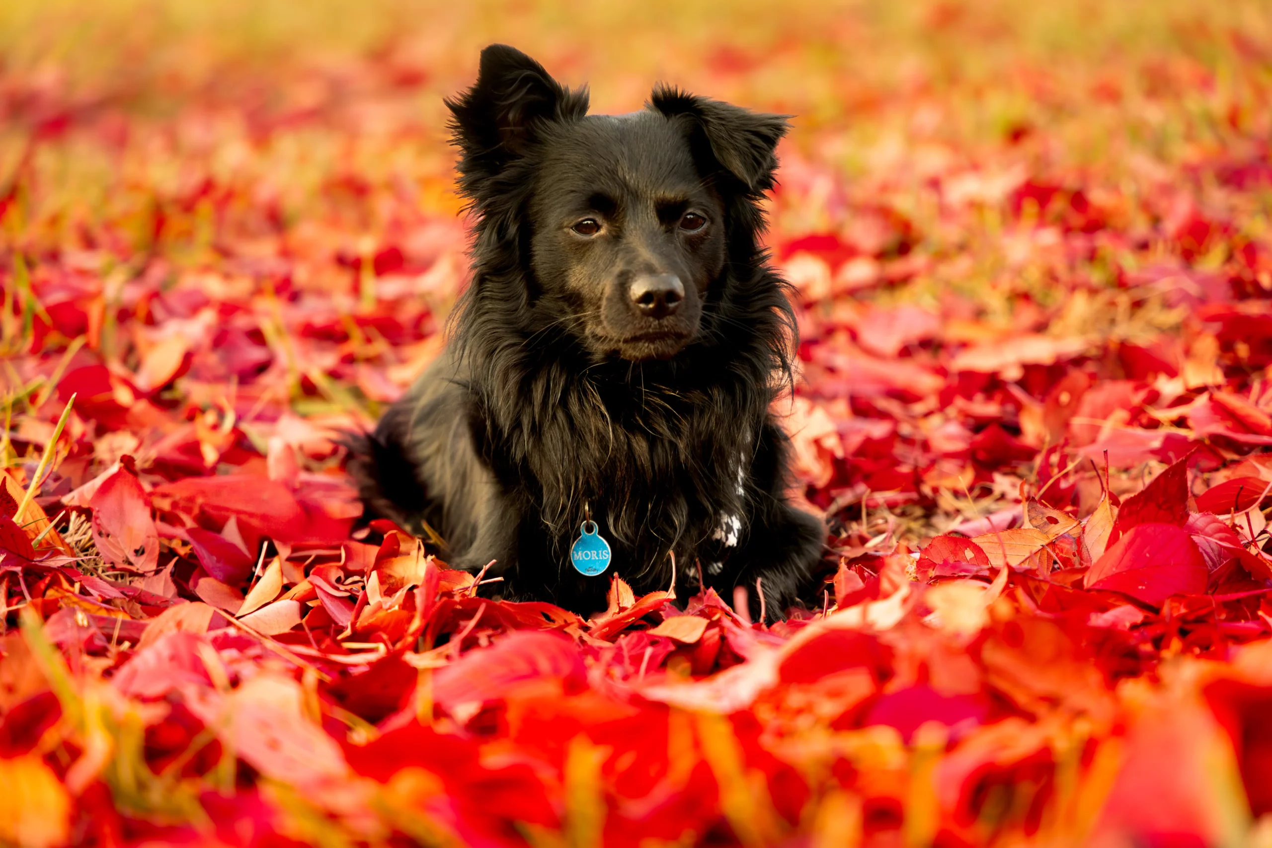Jesienna sesja zdjęciowa