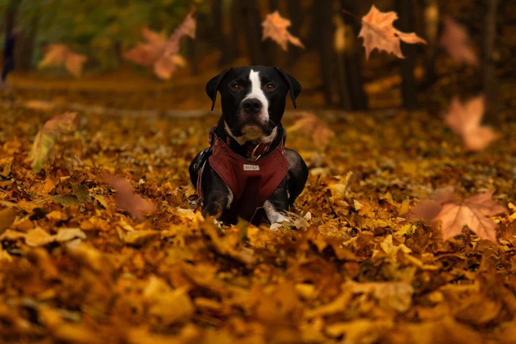 Jesienna sesja zdjęciowa