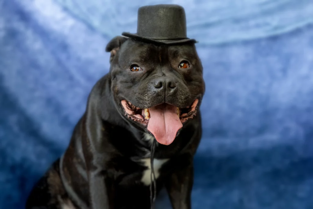 Sesja halloween z psem