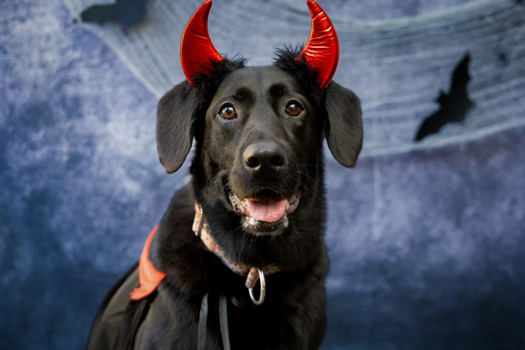 Sesja zdjęciowa Halloween