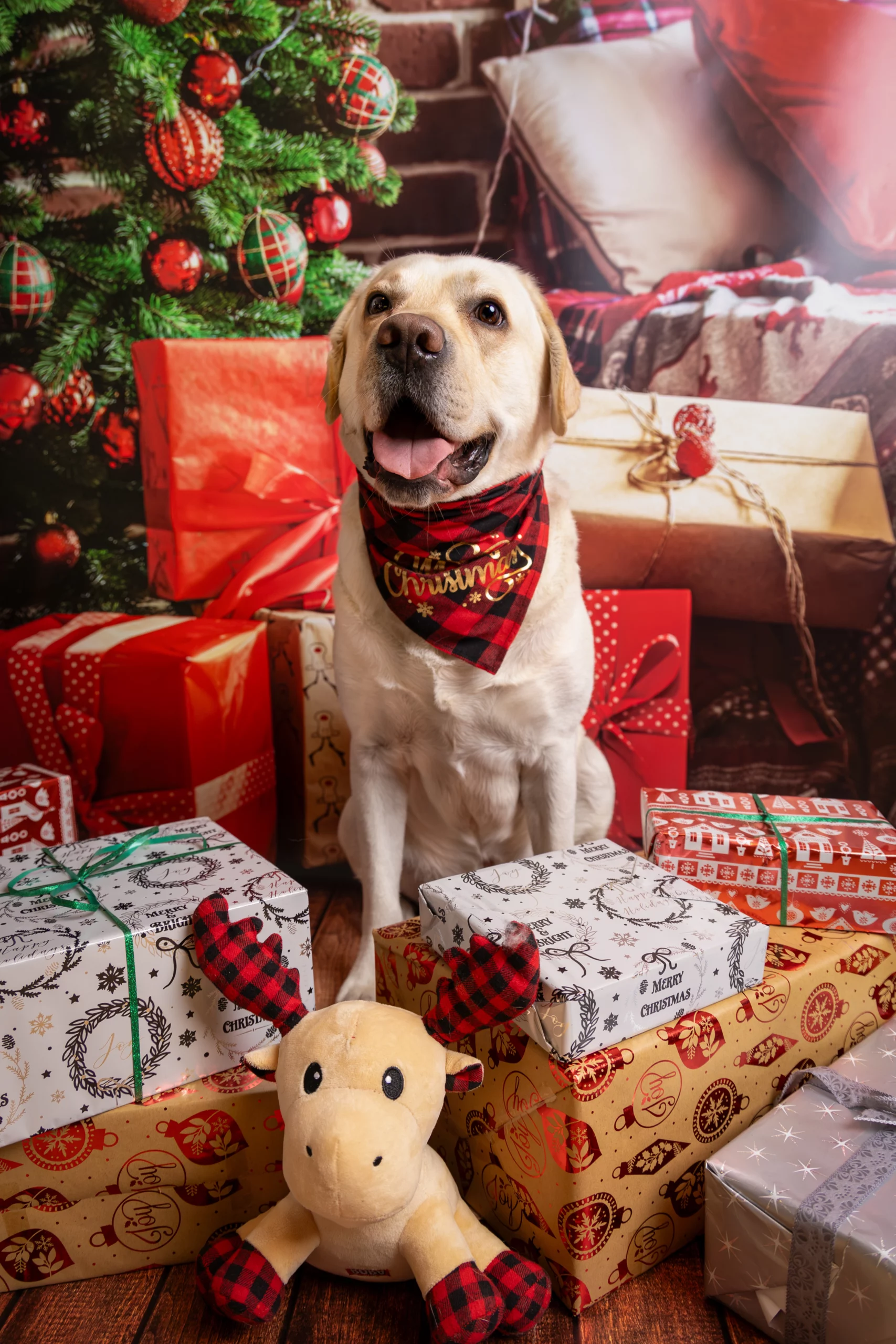 Mini sesja świąteczna Poznań