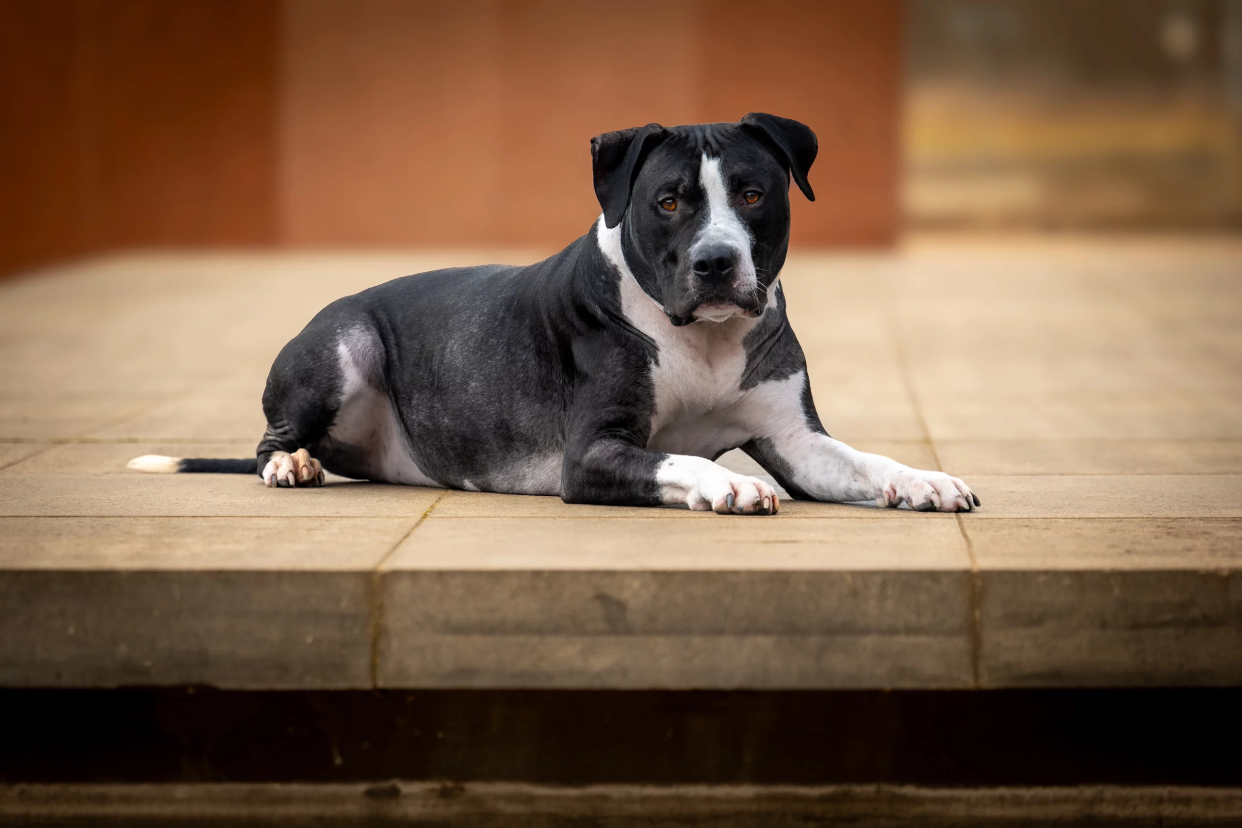Sesja dla psa Poznań