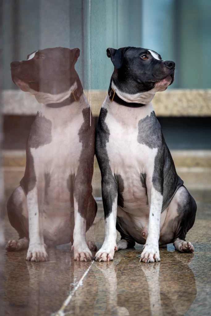 Sesja dla psa Poznań