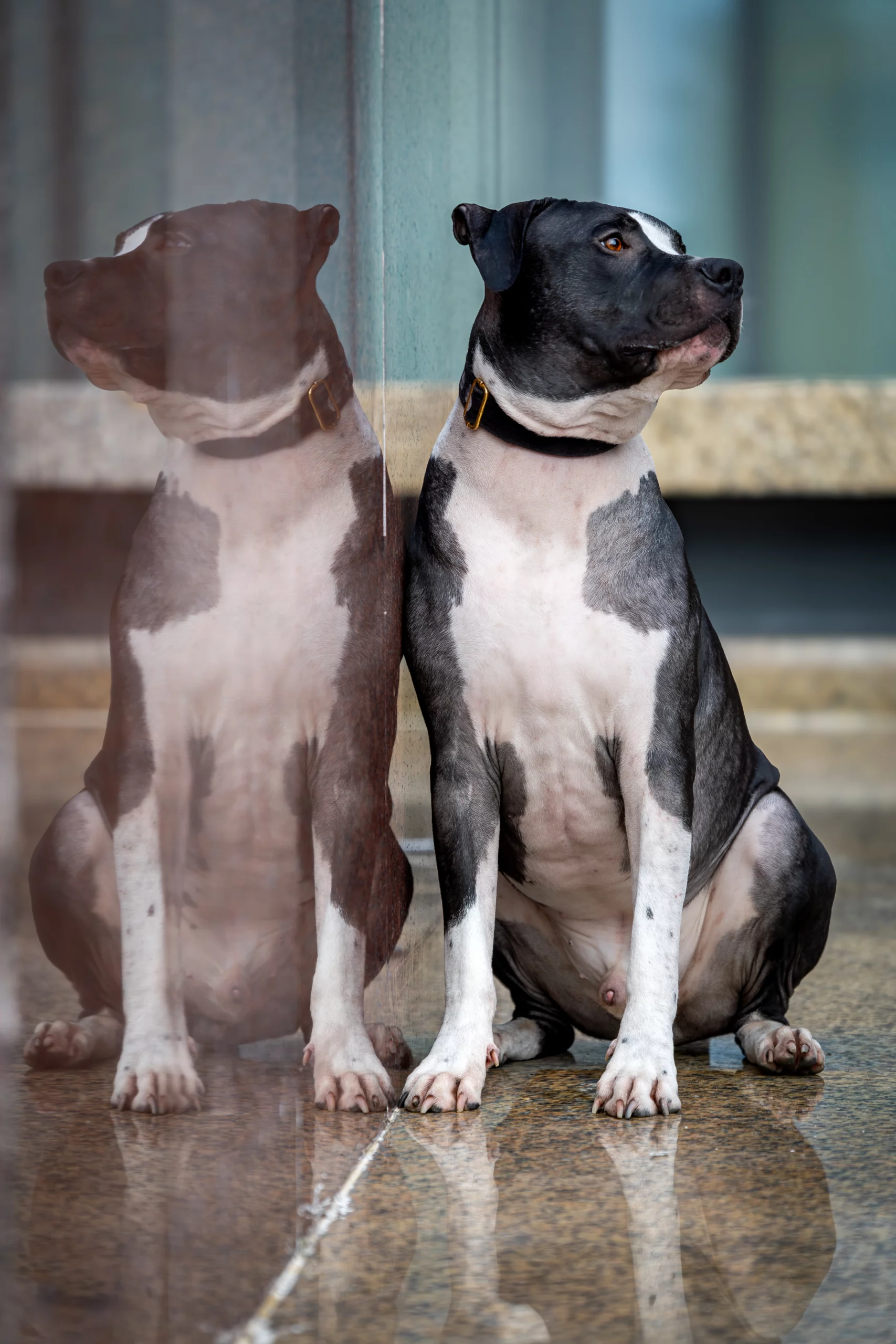 Sesja dla psa Poznań