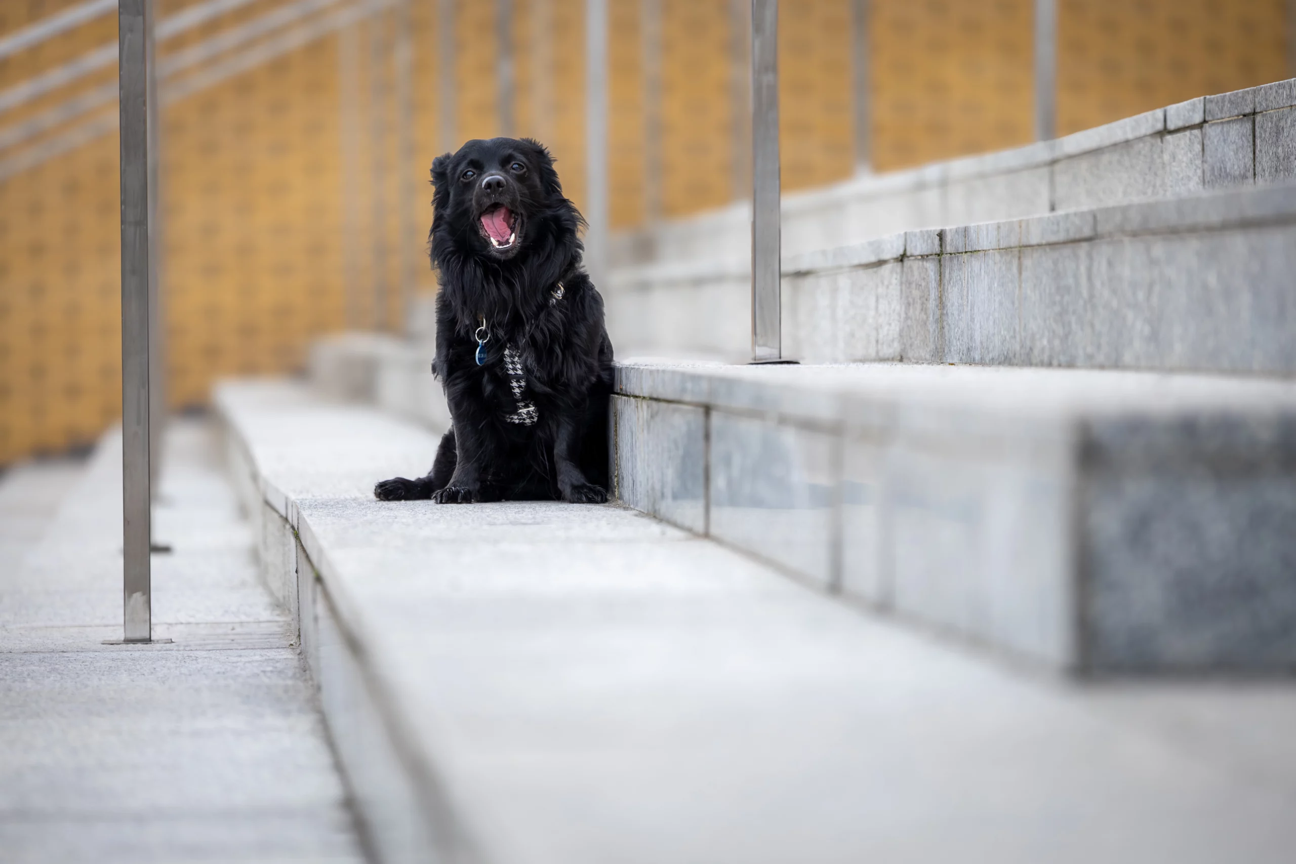 Sesja dla psa Poznań