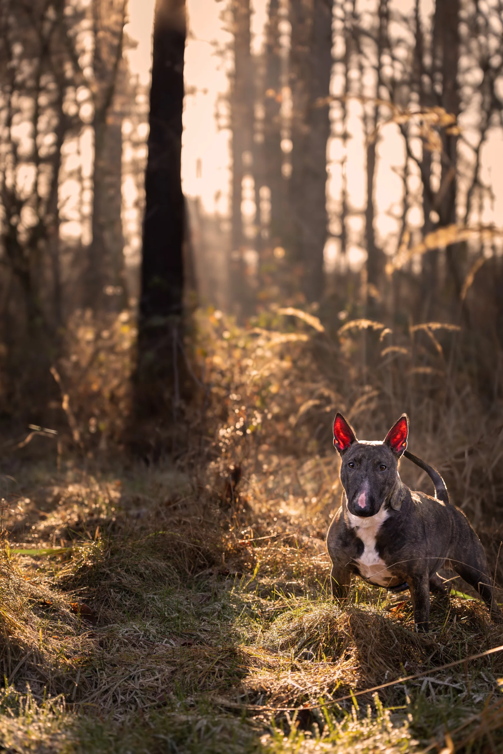 Sesja w słońcu dla psa