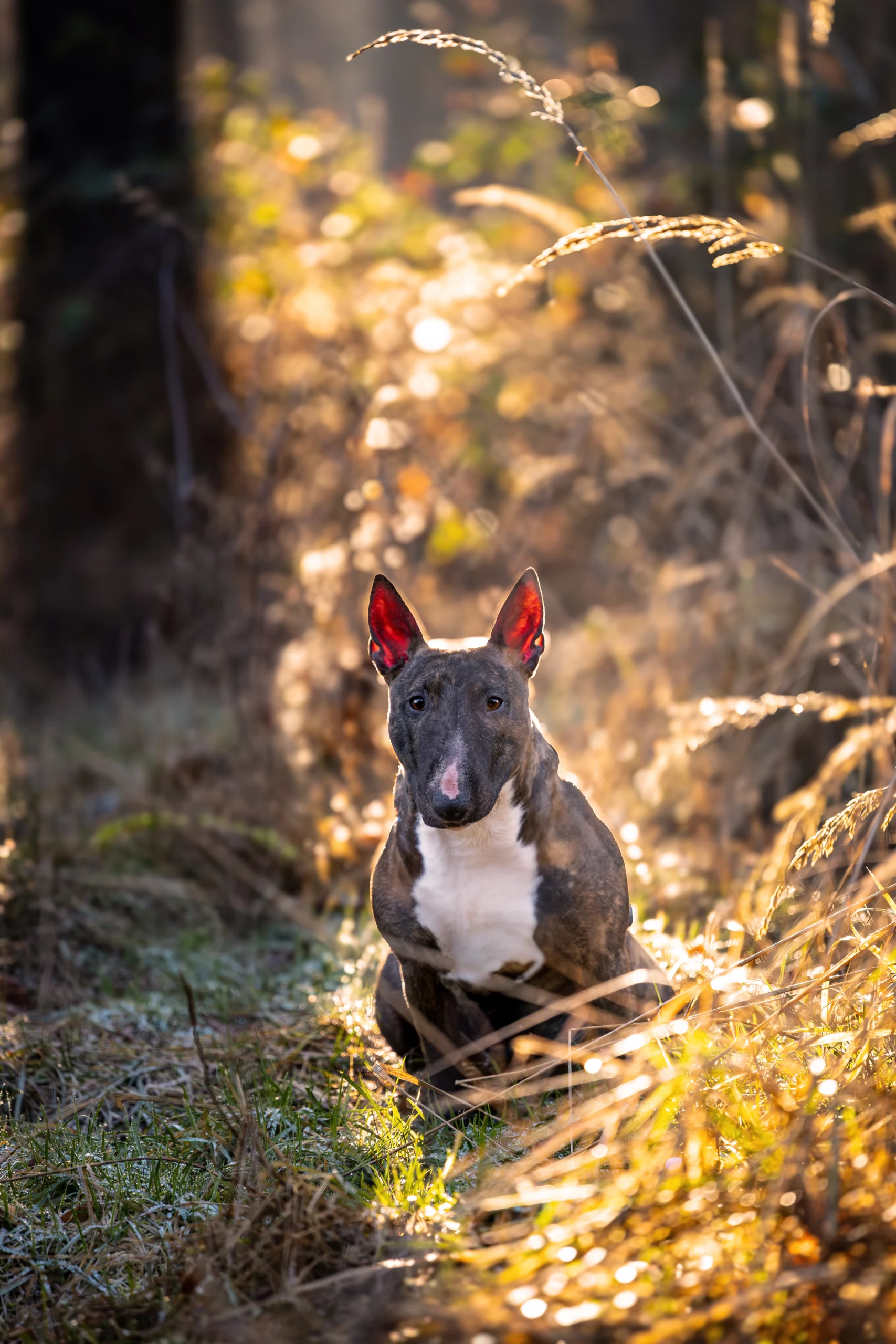 Bullterier na sesji zdjęciowej