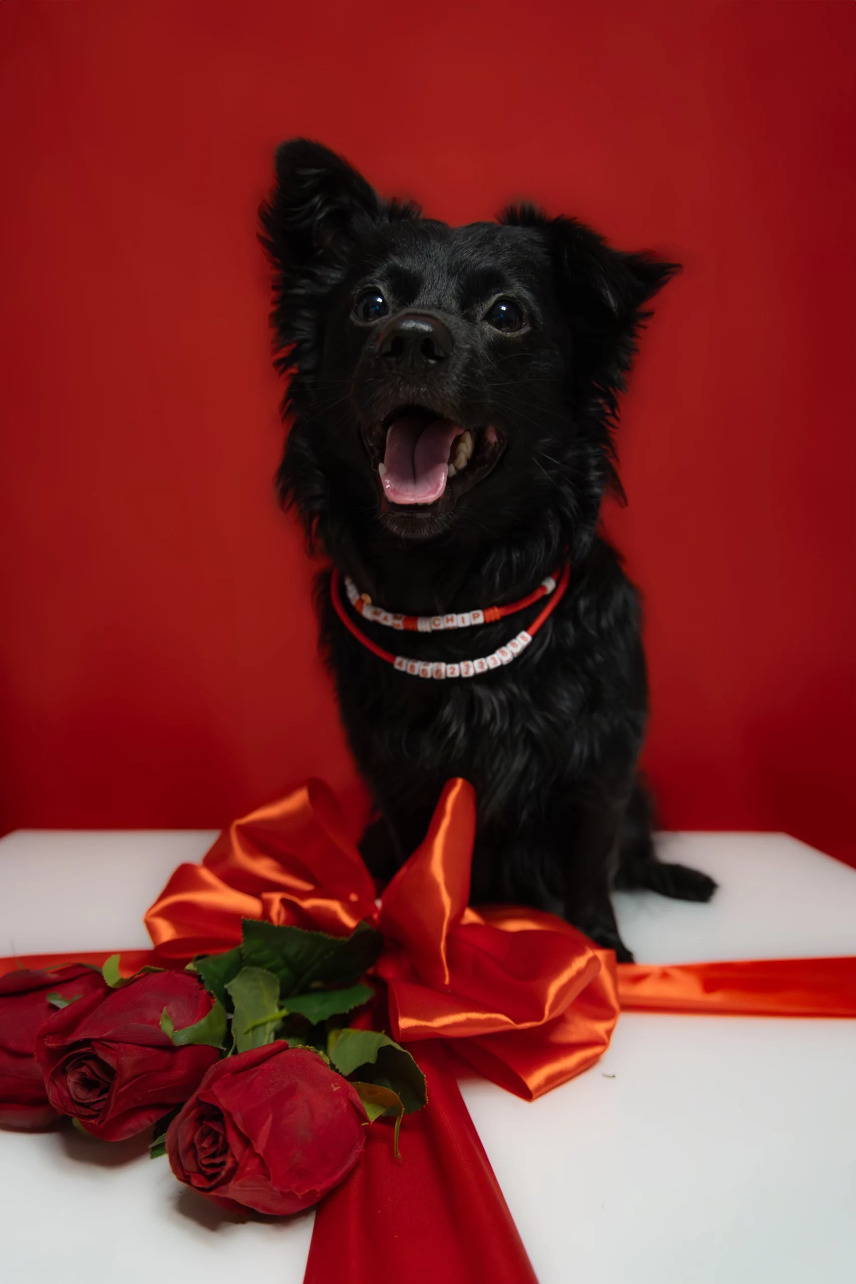 Sesja walentynkowa z psem