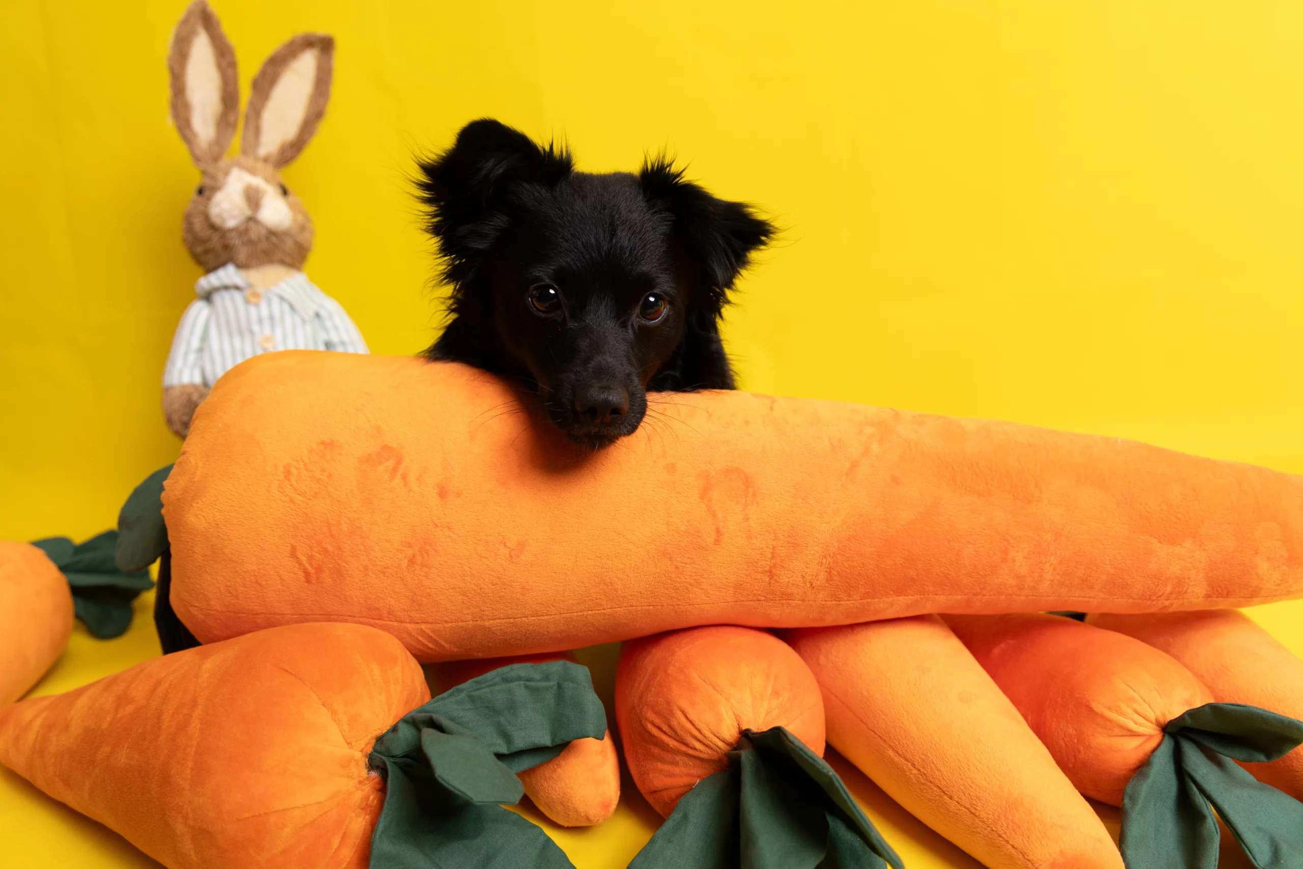 Wielkanocna sesja z psem