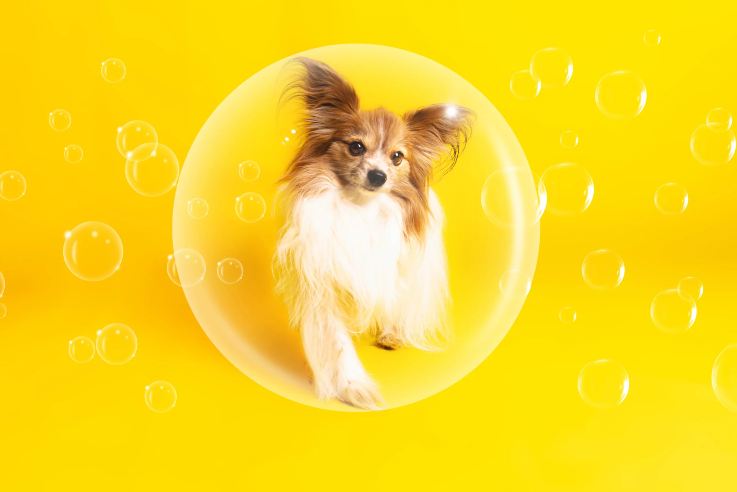 Sesja dla psa w studio