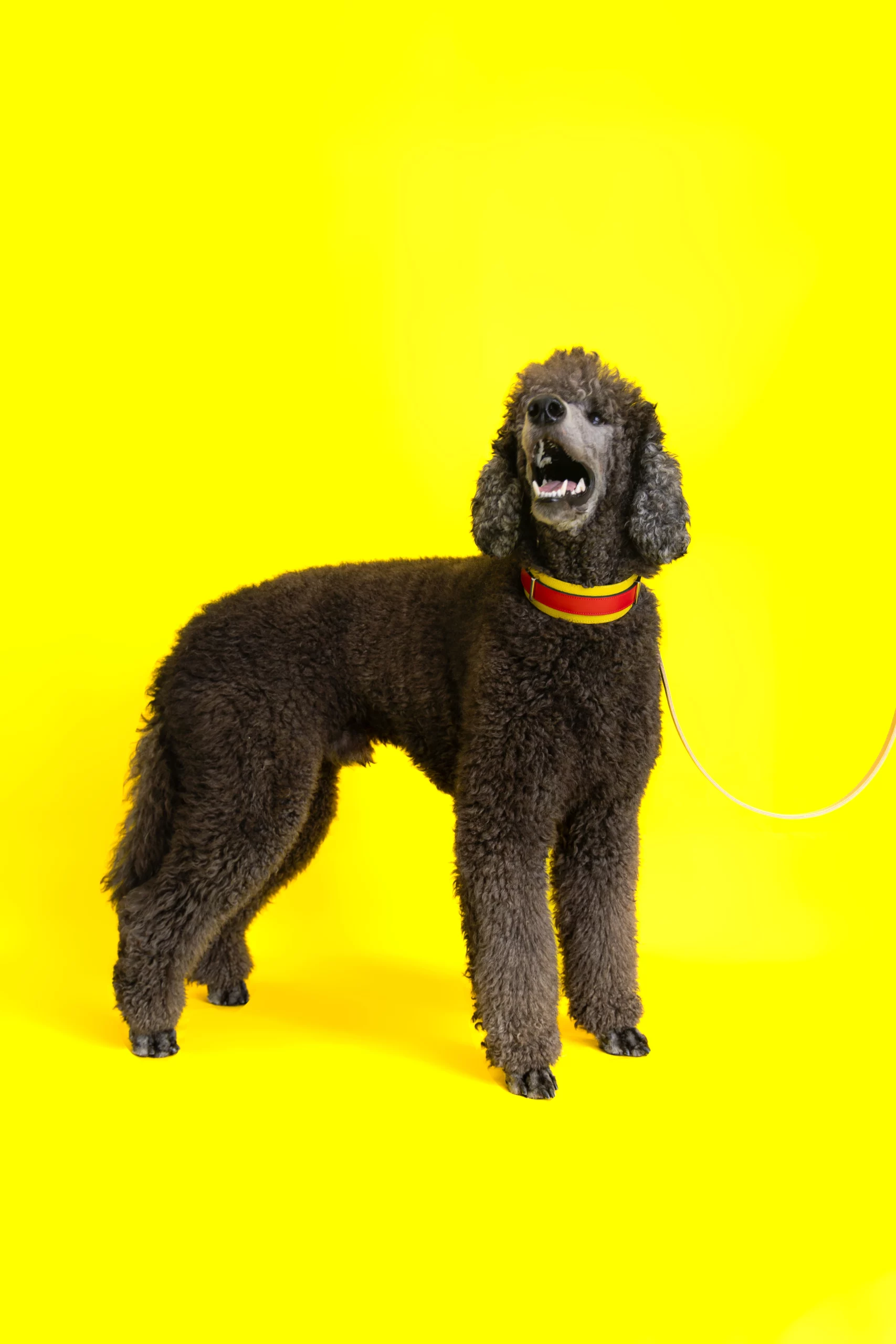 Sesja dla psa w studio