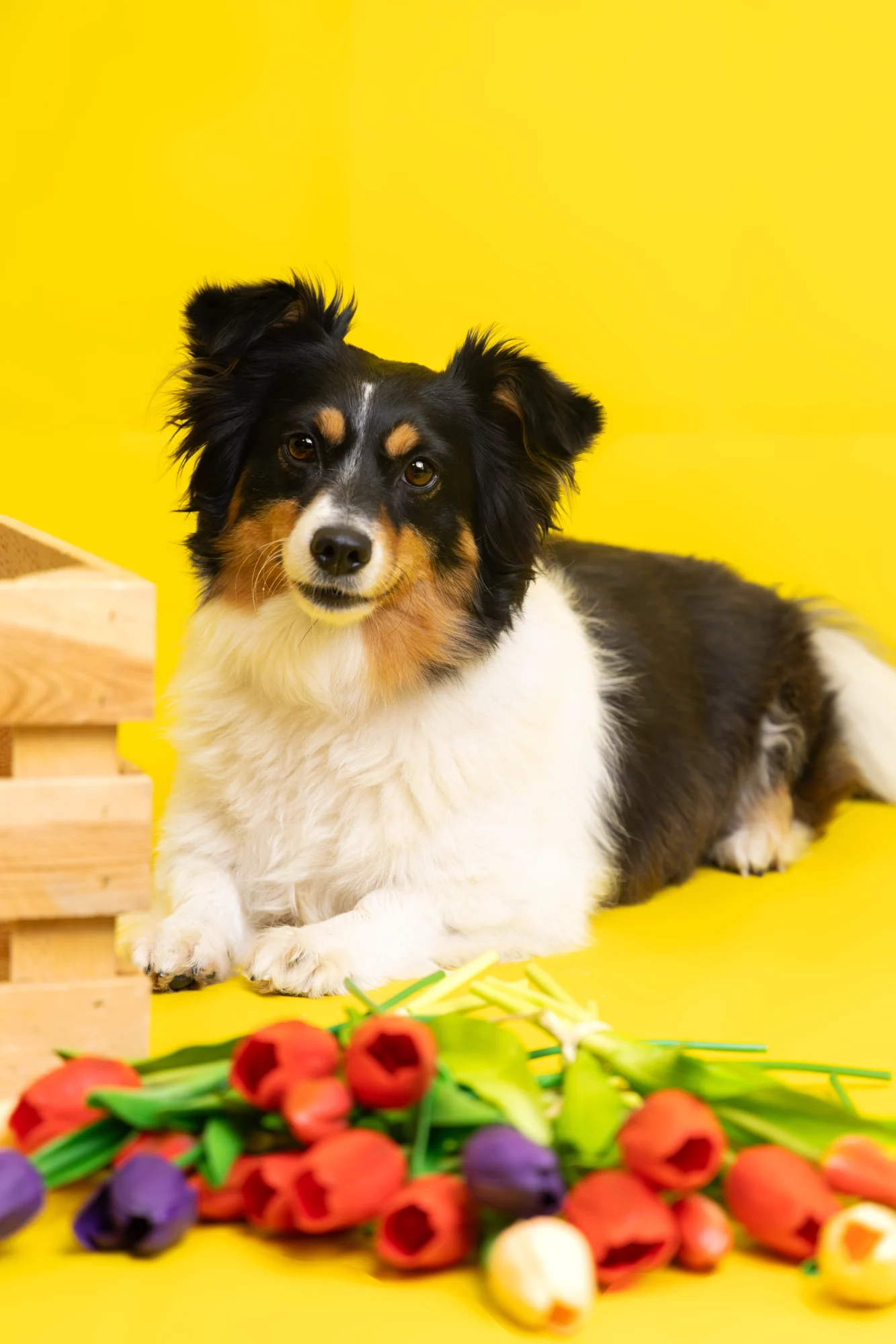 Sesja dla psa w studio