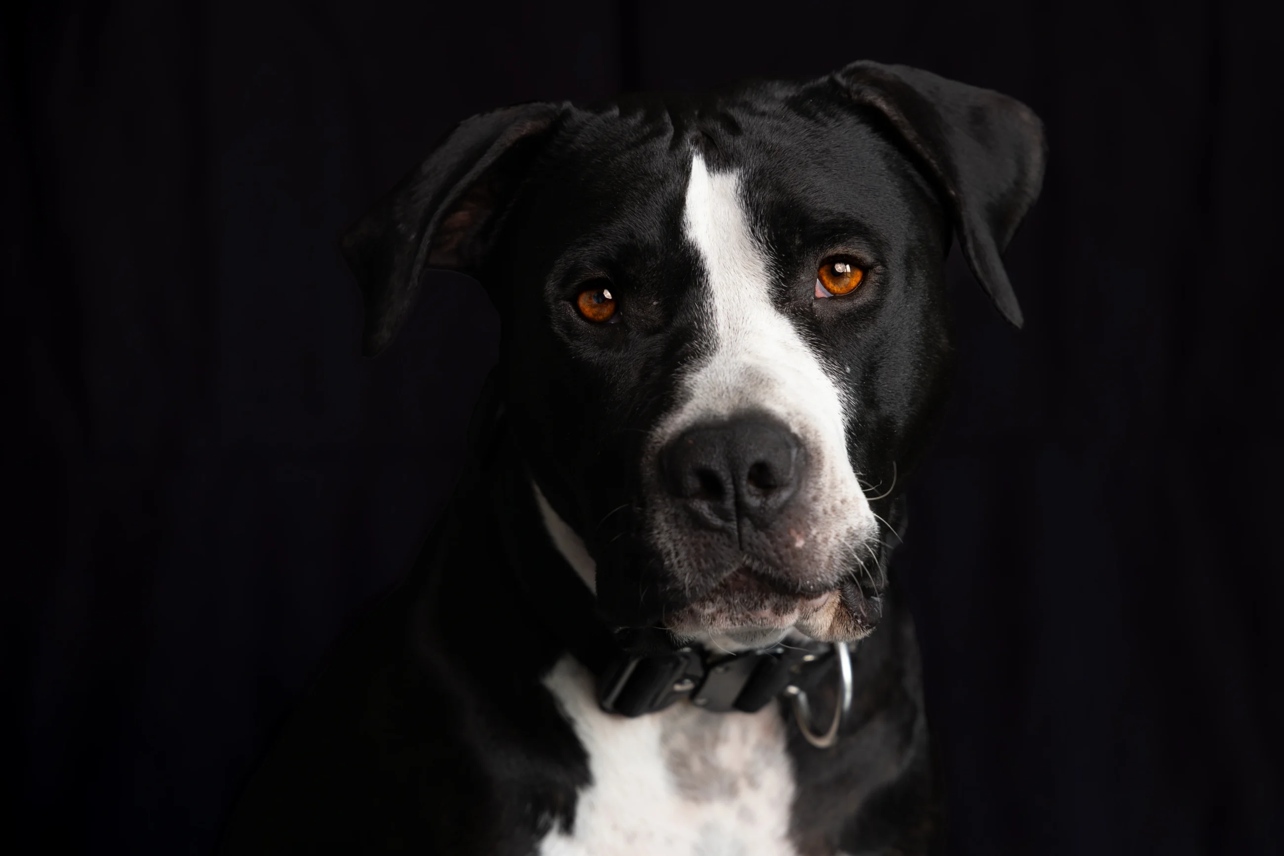 sesja zdjęciowa z pupilem Dąbrowa k. Poznania