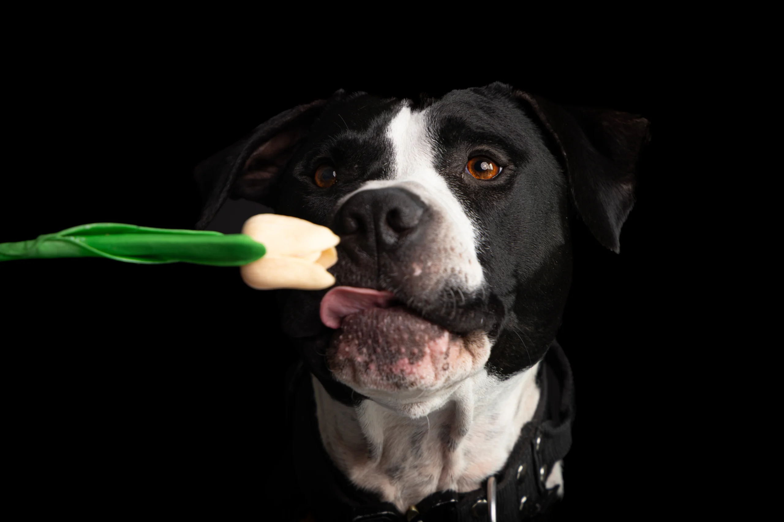 Sesja dla psa w studio Poznań