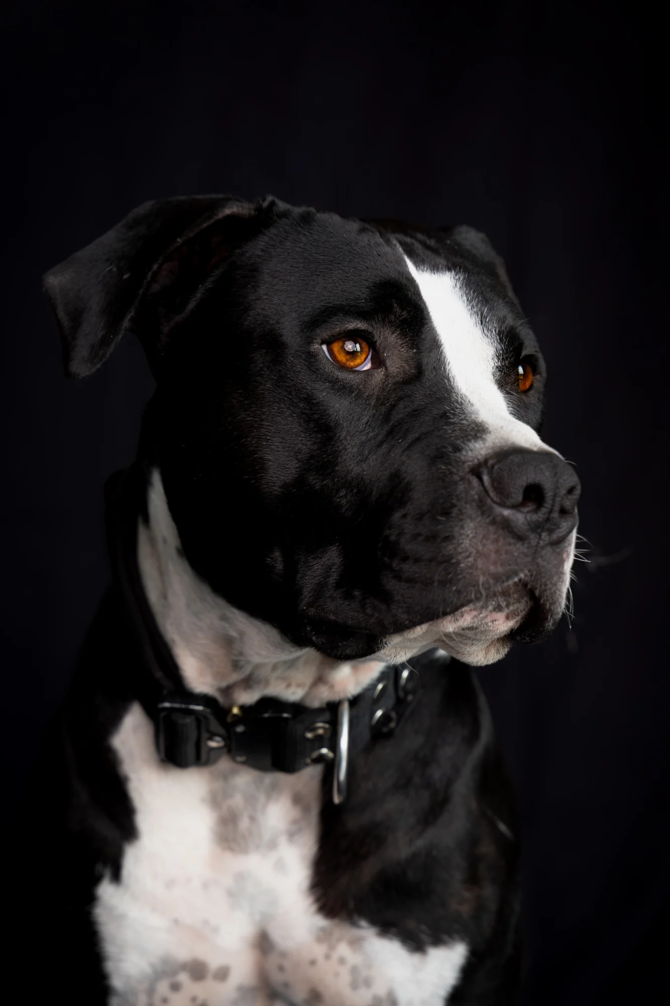 Sesja dla psa w studio Poznań