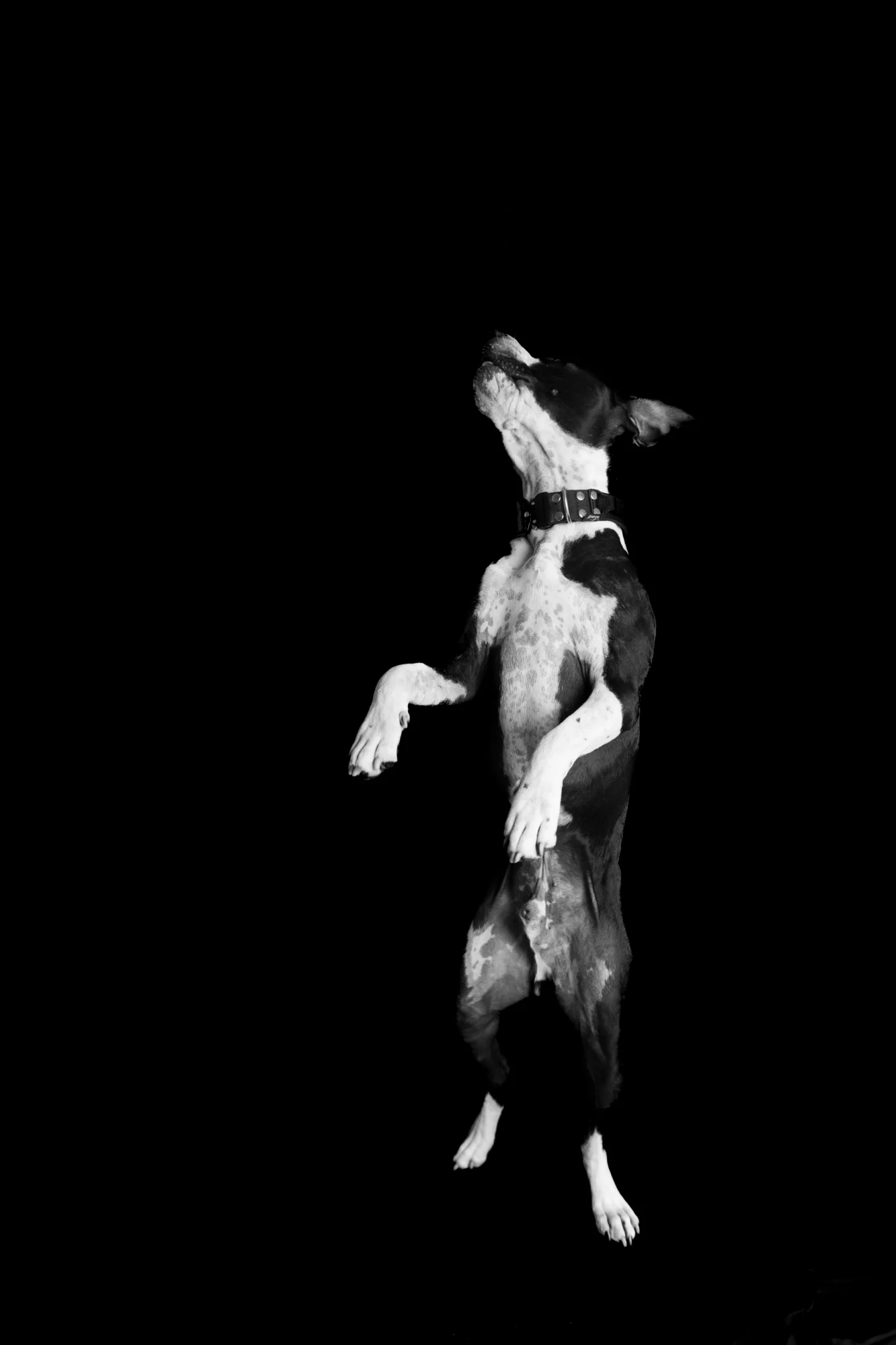 Sesja dla psa w studio Poznań