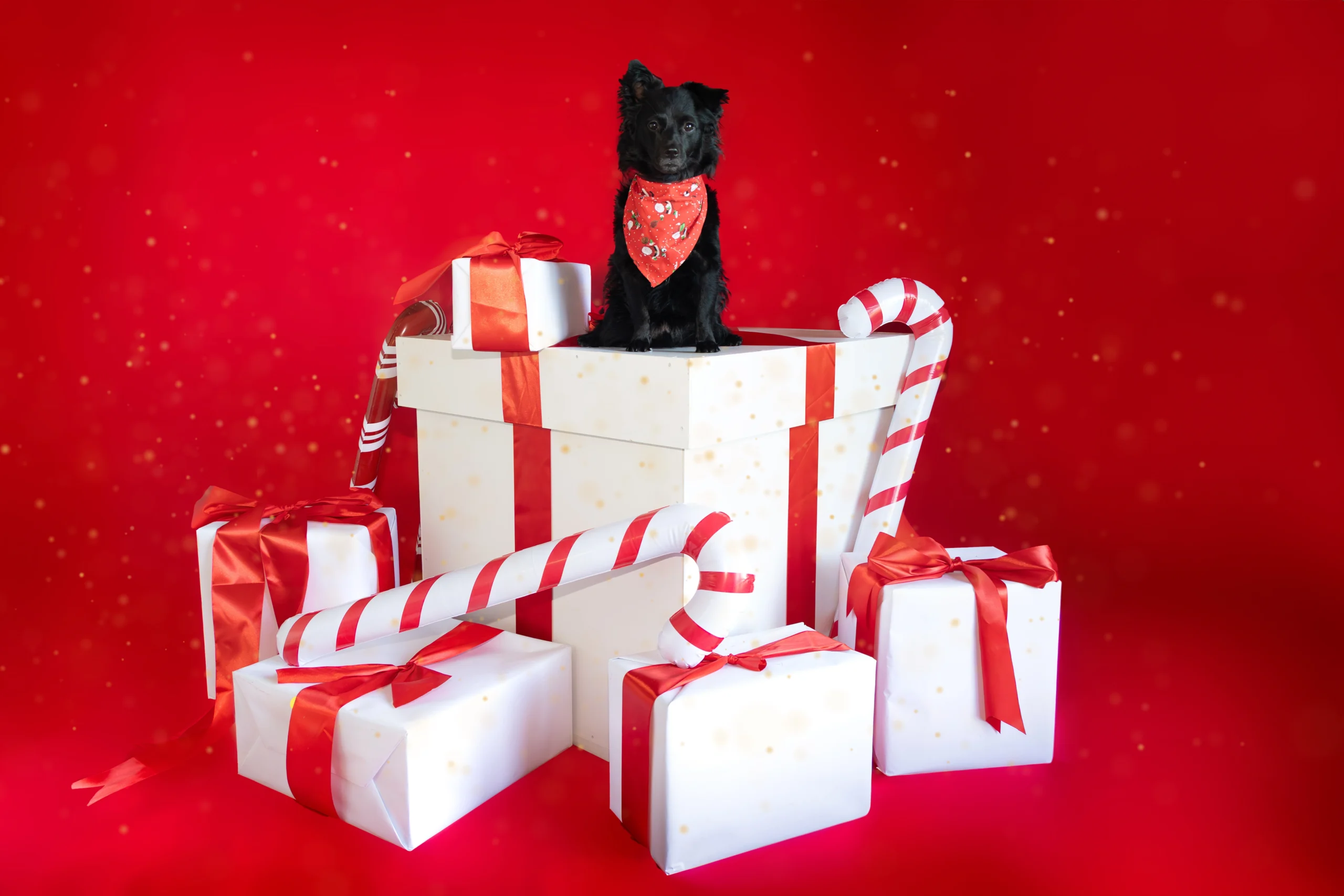 Sesja świąteczna dla psa