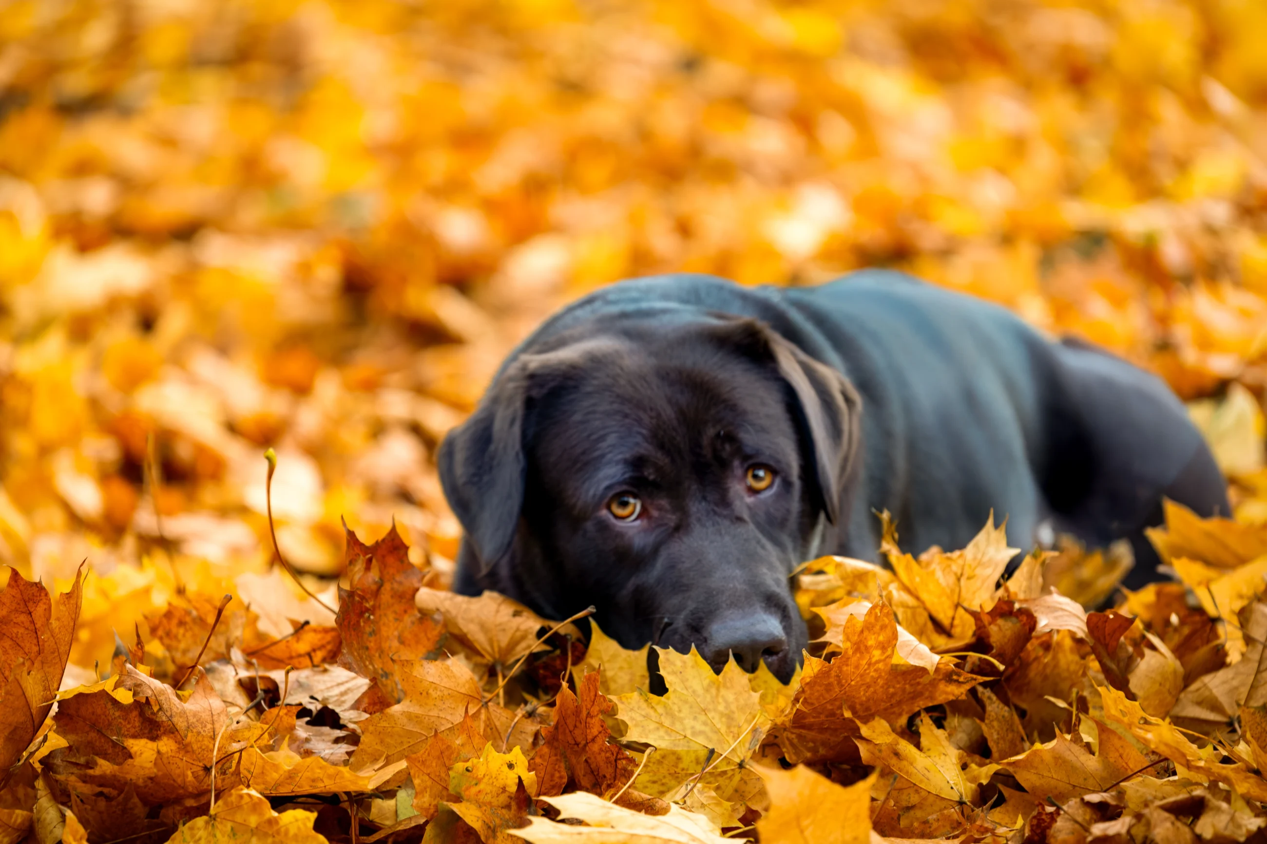 Sesja jesienna z psem