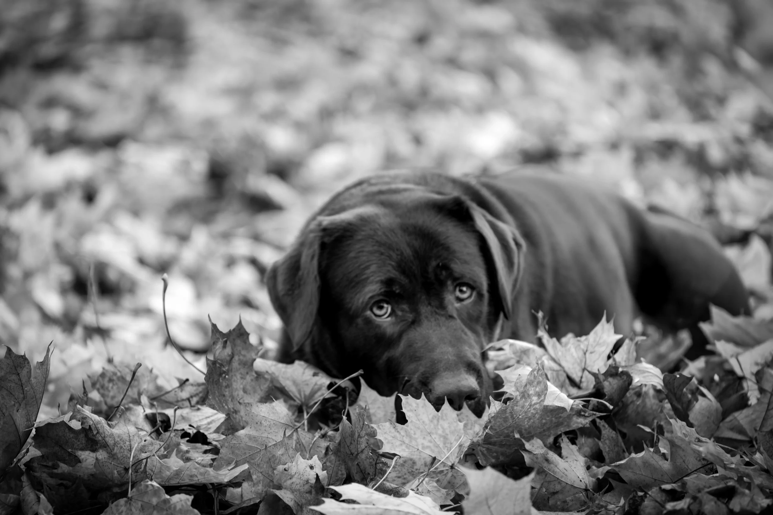 Sesja jesienna z psem