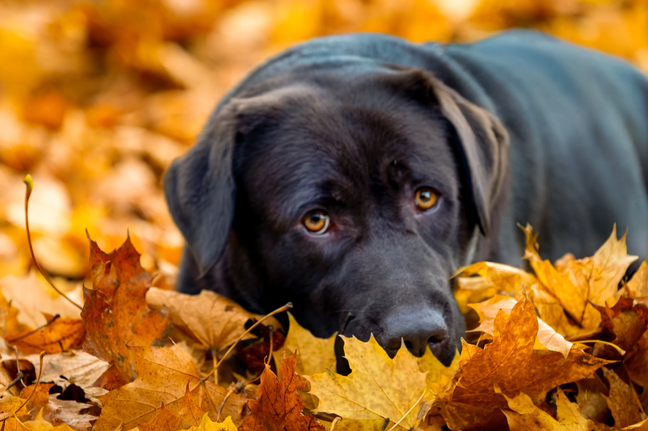 sesja jesienan z psem