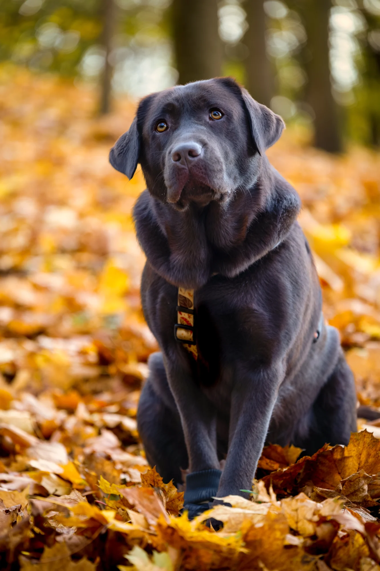 sesja jesienna dla psa