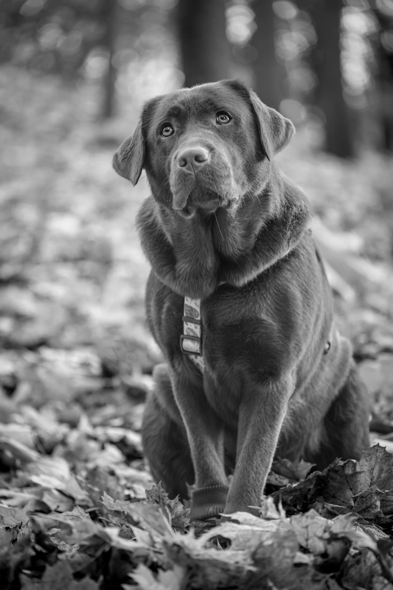 Sesja jesienna dla psa