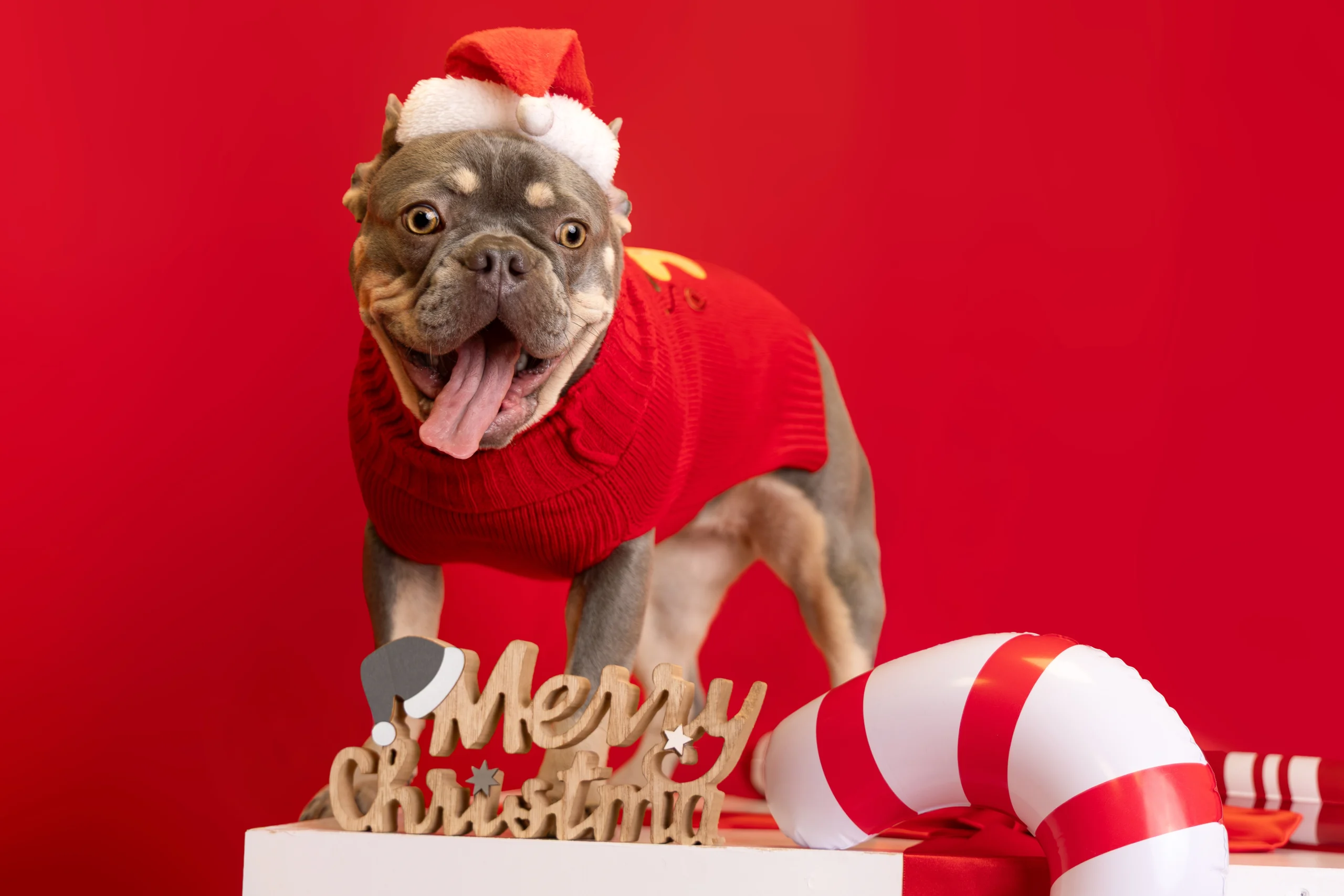 Sesja świąteczna z psme czerwone tło