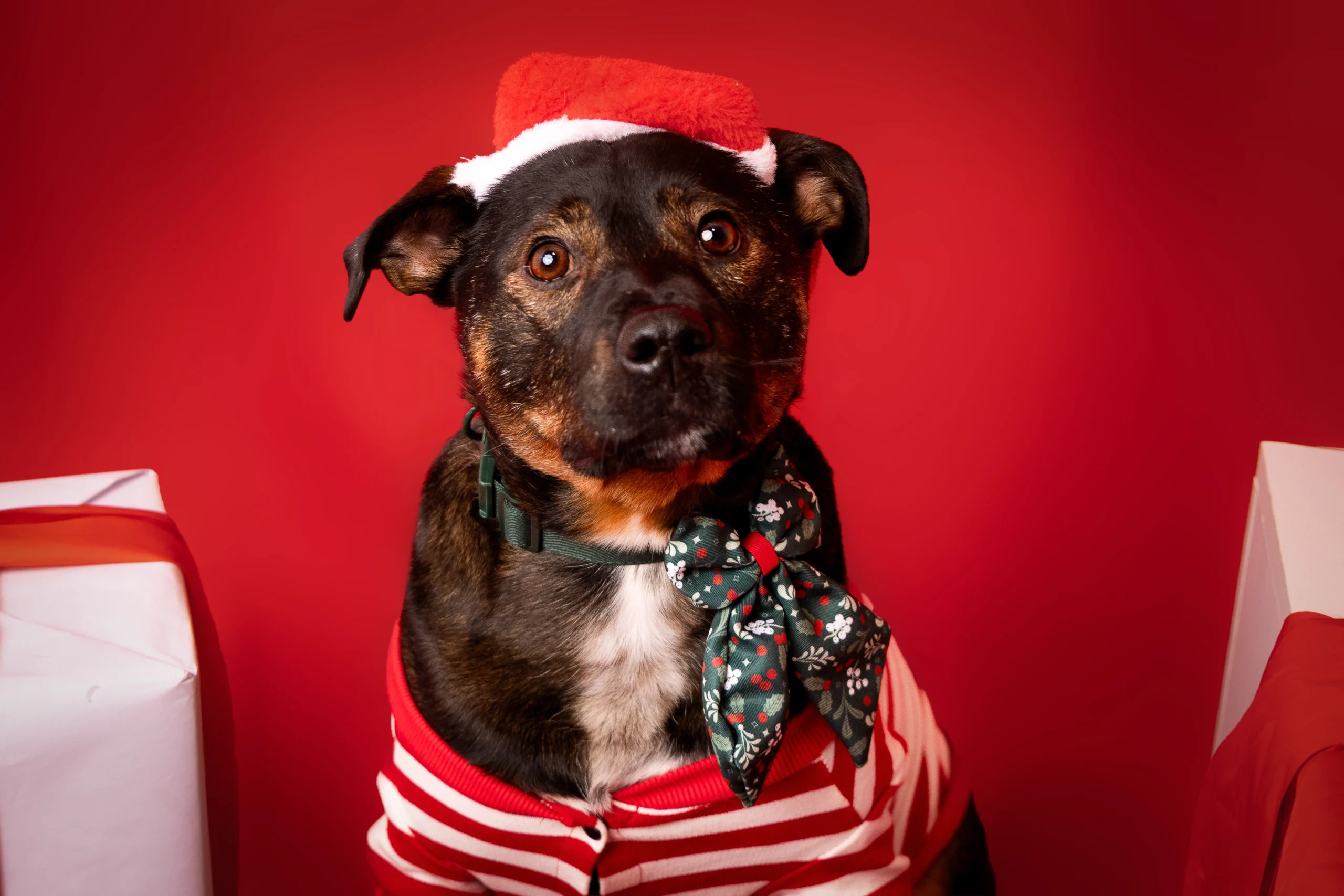 Sesja dla psa świąteczna
