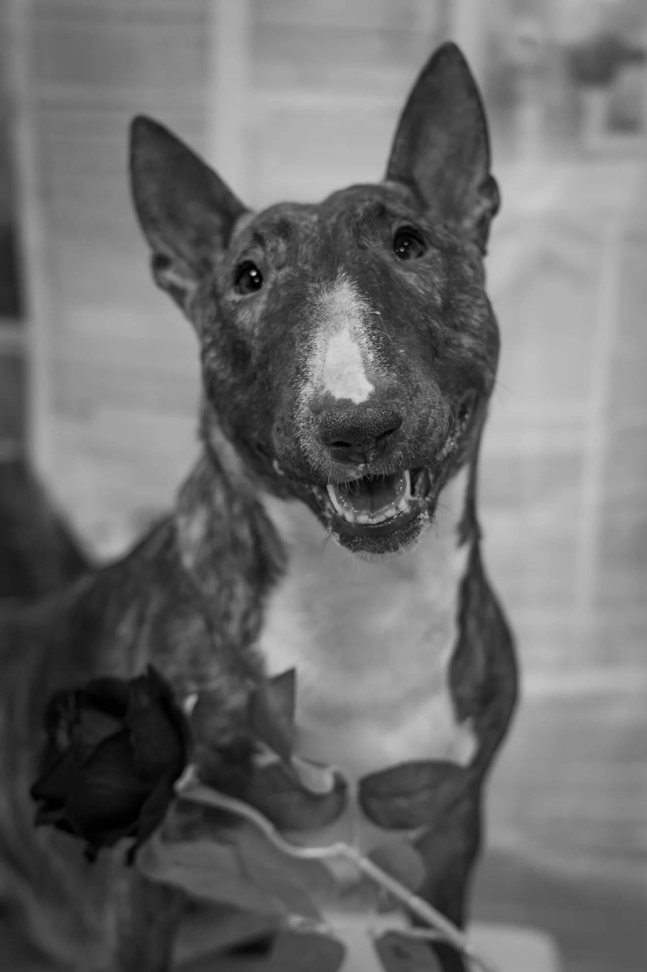 Zdjęcia na walentynki