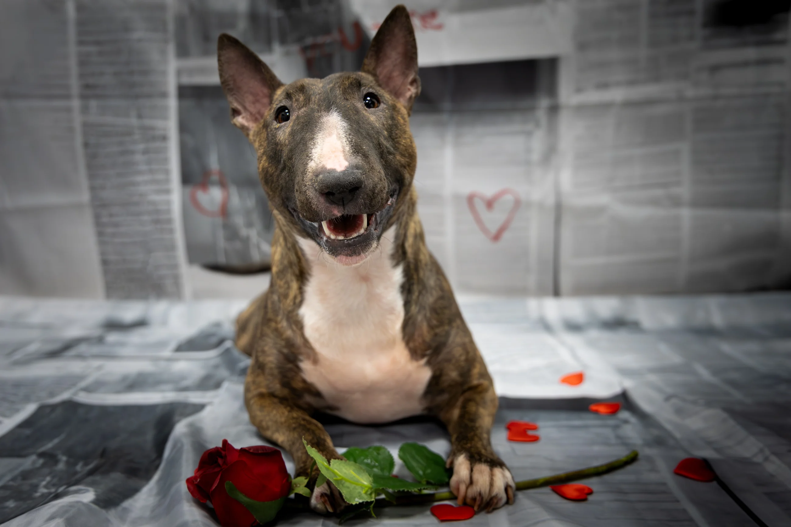 Zdjęcia na walentynki